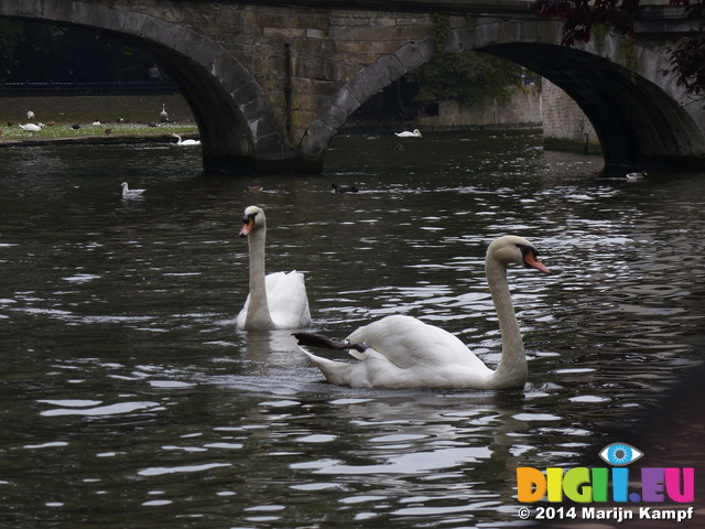 FZ008771 Swans during boattrip on canals of Brugge